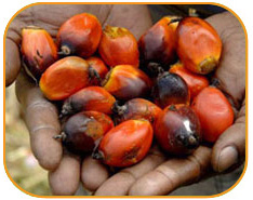 Hands Holding Palm Fruits